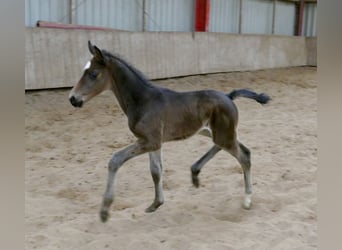 Weitere Warmblüter, Hengst, Fohlen (02/2026), 170 cm, Schwarzbrauner