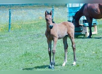 Weitere Warmblüter, Hengst, , Brauner