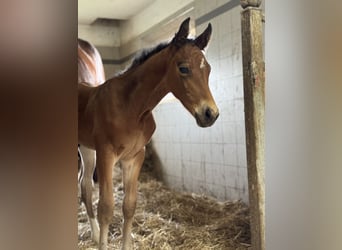 Weitere Warmblüter Mix, Hengst, , Brauner
