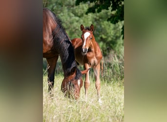 Weitere Warmblüter, Hengst, , Brauner