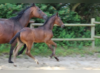Weitere Warmblüter, Hengst, Fohlen (05/2023), Brauner