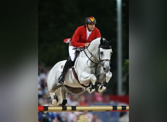 Weitere Warmblüter, Hengst, Fohlen (03/2026), Dunkelbrauner
