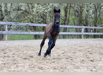 Weitere Warmblüter, Hengst, Fohlen (03/2026), Dunkelbrauner