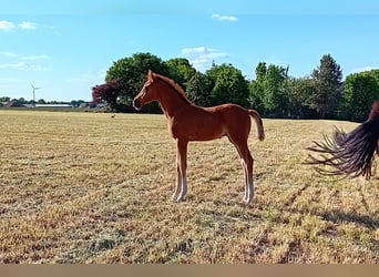 Weitere Warmblüter, Hengst, , Dunkelfuchs