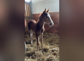 Weitere Warmblüter, Hengst, , Fuchs