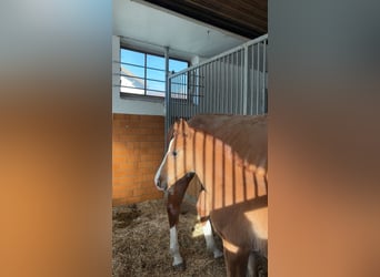 Weitere Warmblüter, Hengst, , Fuchs
