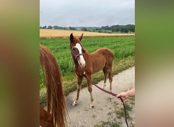 Weitere Warmblüter, Hengst, , Fuchs