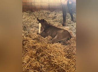 Weitere Warmblüter, Hengst, , Fuchs