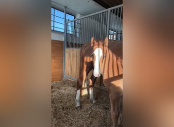 Weitere Warmblüter, Hengst, , Fuchs