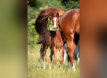 Weitere Warmblüter, Hengst, , Fuchs
