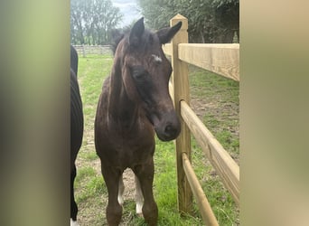 Weitere Warmblüter, Hengst, Fohlen (05/2024), Rappe