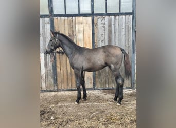 Weitere Warmblüter, Hengst, Fohlen (04/2025), Rappschimmel