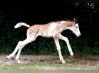Weitere Warmblüter, Hengst, , Sabino