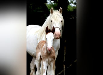 Weitere Warmblüter, Hengst, , Sabino