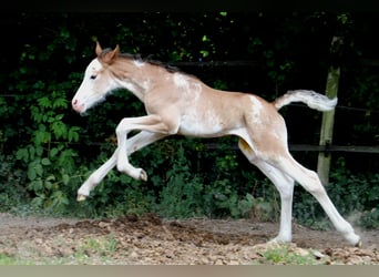 Weitere Warmblüter, Hengst, , Sabino