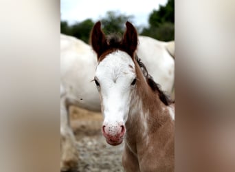 Weitere Warmblüter, Hengst, , Sabino