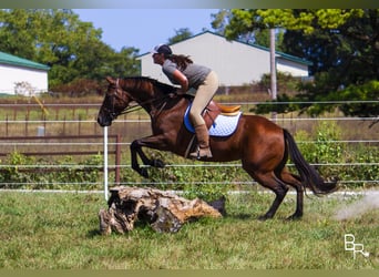 Weitere Warmblüter, Stute, 10 Jahre, 152 cm, Rotbrauner