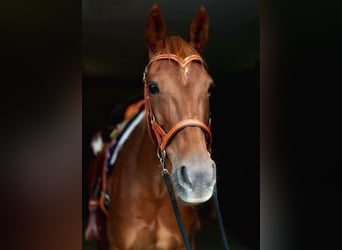 Weitere Warmblüter, Stute, 10 Jahre, 157 cm, Fuchs