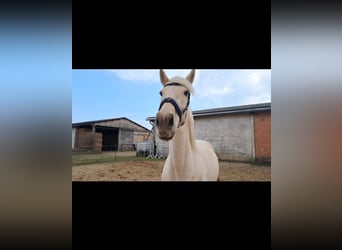 Weitere Warmblüter, Stute, 10 Jahre, 160 cm