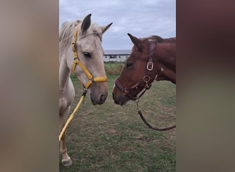 Weitere Warmblüter, Stute, 10 Jahre, 160 cm