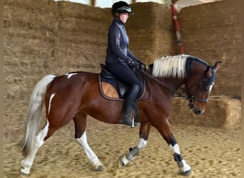 Weitere Warmblüter, Stute, 10 Jahre, 160 cm, Schecke