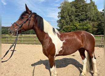 Weitere Warmblüter, Stute, 10 Jahre, 160 cm, Schecke