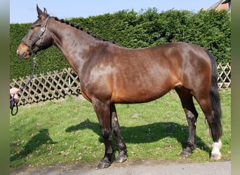 Weitere Warmblüter, Stute, 10 Jahre, 163 cm, Brauner
