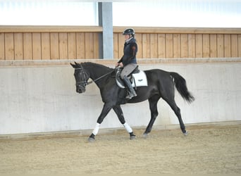 Weitere Warmblüter, Stute, 10 Jahre, 163 cm, Rappe