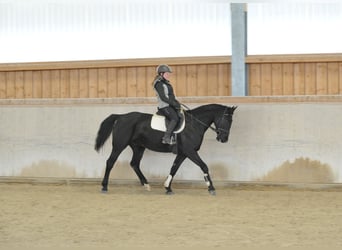 Weitere Warmblüter, Stute, 10 Jahre, 163 cm, Rappe