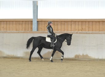 Weitere Warmblüter, Stute, 10 Jahre, 163 cm, Rappe