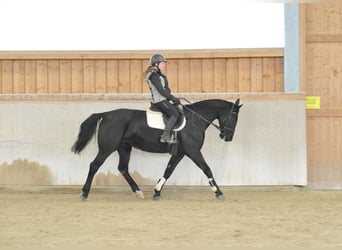 Weitere Warmblüter, Stute, 10 Jahre, 163 cm, Rappe