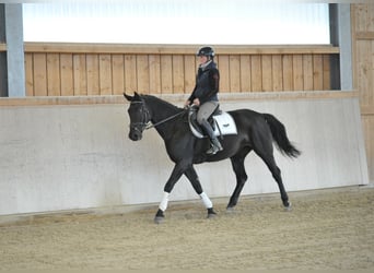 Weitere Warmblüter, Stute, 10 Jahre, 163 cm, Rappe