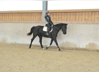 Weitere Warmblüter, Stute, 10 Jahre, 163 cm, Rappe