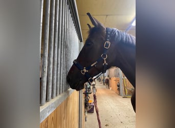 Weitere Warmblüter, Stute, 10 Jahre, 165 cm, Brauner