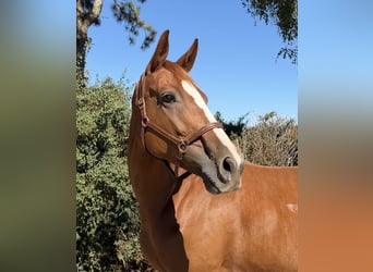 Weitere Warmblüter, Stute, 10 Jahre, 165 cm, Fuchs