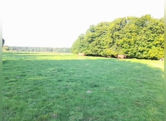 Weitere Warmblüter, Stute, 10 Jahre, 165 cm, Hellbrauner