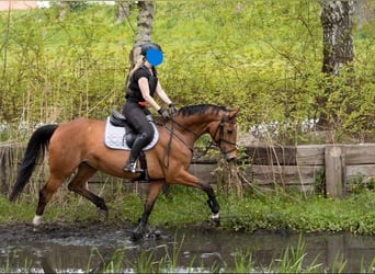 Weitere Warmblüter, Stute, 10 Jahre, 165 cm, Hellbrauner