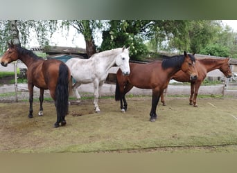 Weitere Warmblüter, Stute, 10 Jahre, 165 cm