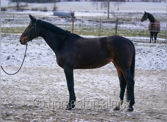Weitere Warmblüter, Stute, 10 Jahre, 175 cm, Brauner