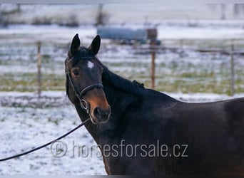 Weitere Warmblüter, Stute, 10 Jahre, 175 cm, Brauner