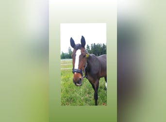 Weitere Warmblüter, Stute, 10 Jahre, 176 cm, Brauner