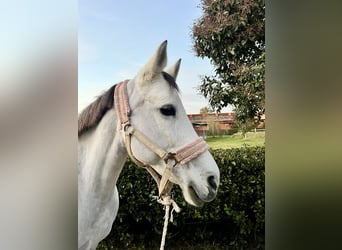 Weitere Warmblüter, Stute, 10 Jahre, Schimmel