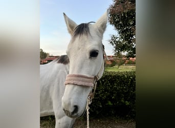Weitere Warmblüter, Stute, 10 Jahre, Schimmel
