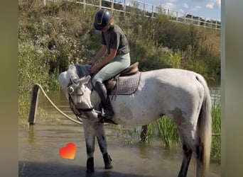 Weitere Warmblüter, Stute, 10 Jahre Weitere Warmblüter, Stute, 10 Jahre