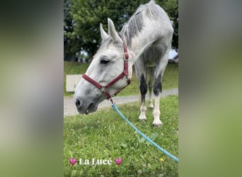 Weitere Warmblüter, Stute, 10 Jahre Weitere Warmblüter, Stute, 10 Jahre