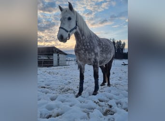 Weitere Warmblüter, Stute, 11 Jahre, 155 cm, Schimmel