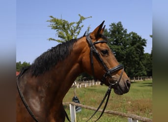 Weitere Warmblüter Mix, Stute, 11 Jahre, 160 cm, Brauner