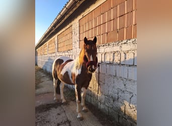 Weitere Warmblüter, Stute, 11 Jahre, 160 cm