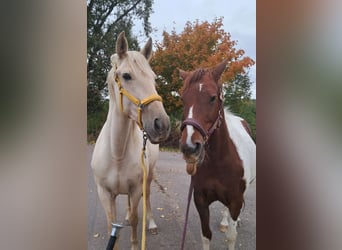 Weitere Warmblüter, Stute, 11 Jahre, 160 cm