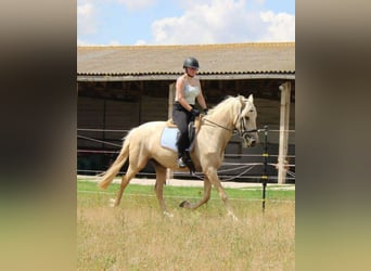 Weitere Warmblüter, Stute, 11 Jahre, 160 cm